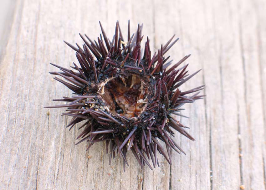 Τι να κάνεις, αν πατήσεις αχινό;