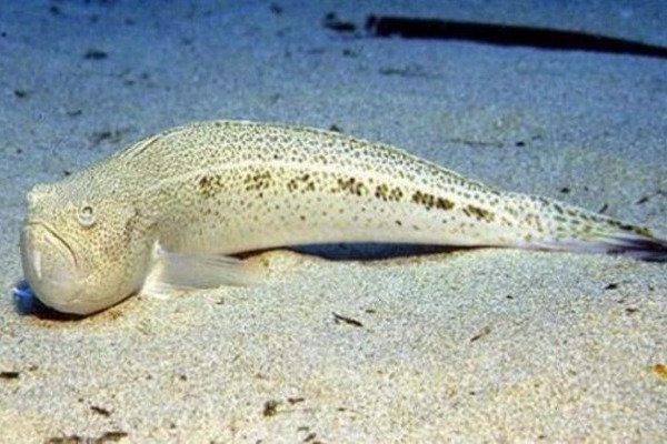 Δράκαινα τσίμπησε στο λαιμό 15χρονο στη Ζαχάρω…