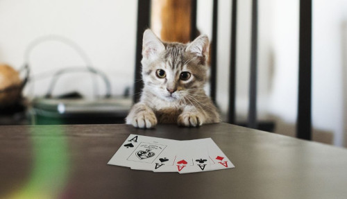 Δώδεκα συμβουλές του Φενγκ Σούι για να προσελκύσετε τύχη και χρήματα!!!