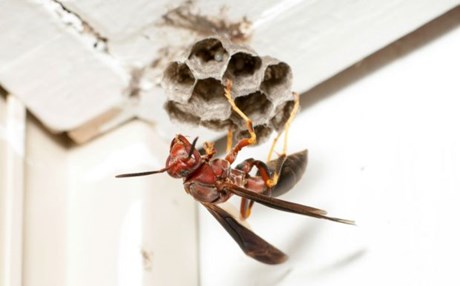 Κάτι έρπει στο πλουσιόσπιτο...