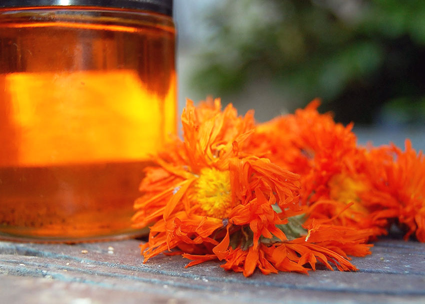 Πώς θα παρασκευάσεις λάδι καλέντουλας – βάλσαμο για το δέρμα;
