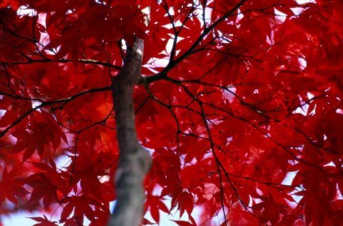 Ζωή σε χρώμα κόκκινο...