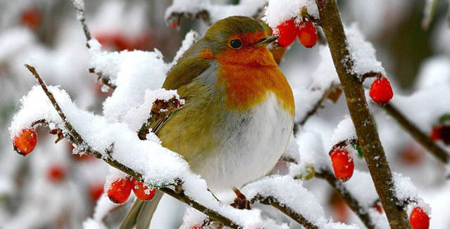 Ποιο πουλί καλωσορίζει μελωδικά τον χειμώνα και τα Χριστούγεννα;