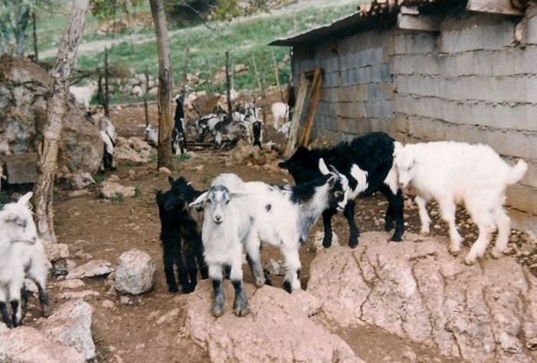 Viral. Η αγγελία του γιδοβοσκού που κάνει τον γύρο του internet