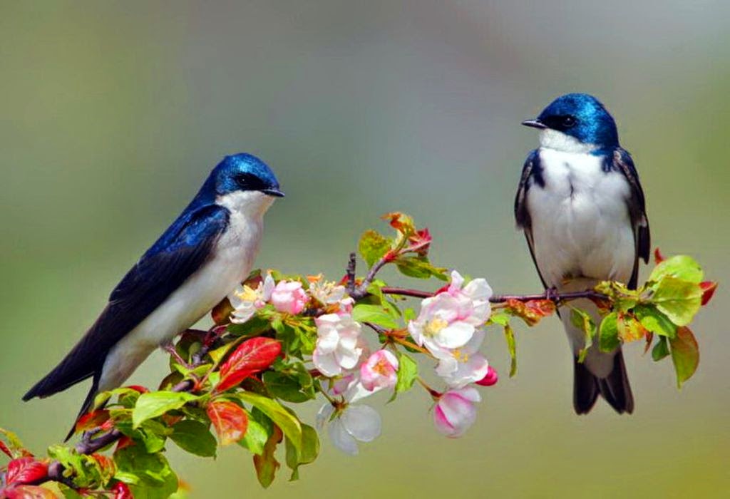 Τo χελιδόνι και το φίδι