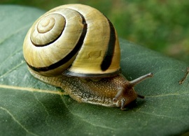 Γρίφος: Το σαλιγκάρι…