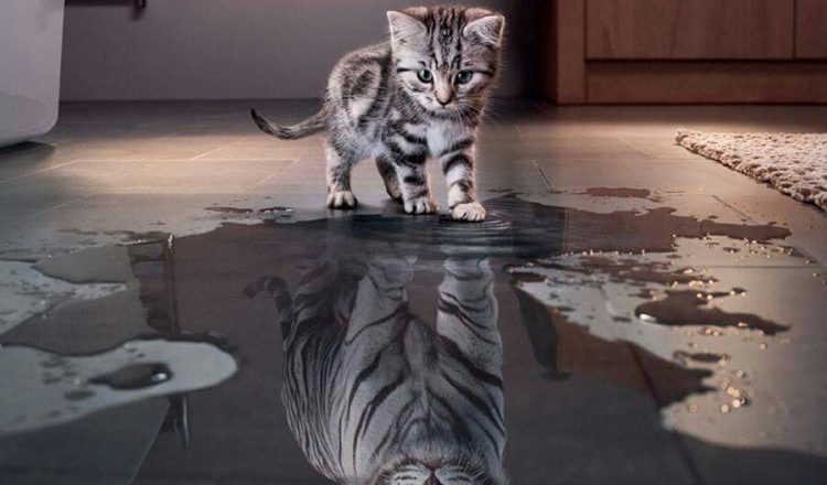 Αυτοπεποίθηση και αυτοεκτίμηση