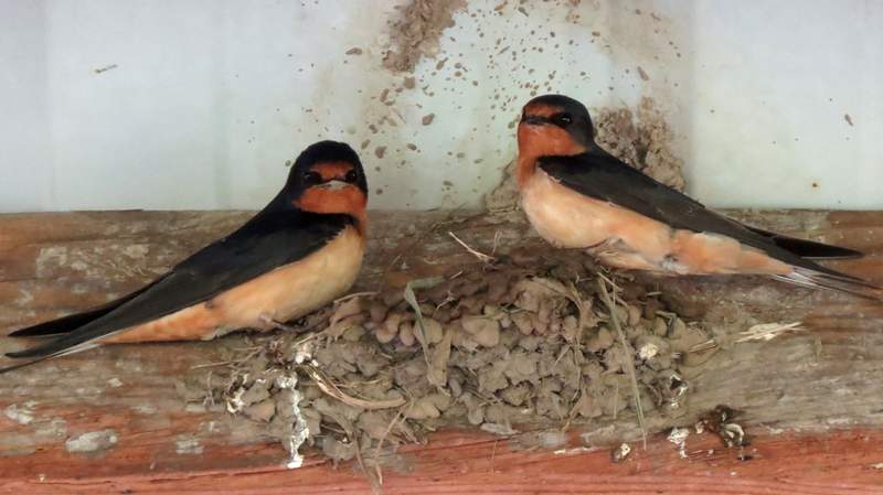 ΣΟΚ: ΕΝΦΙΑ καλείται να πληρώσει ζευγάρι χελιδονιών από τα Σπάτα!!!