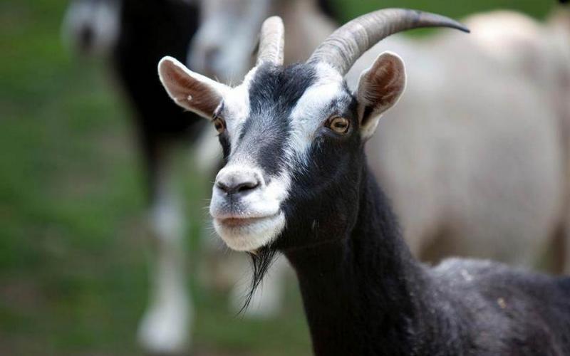 Νεκρή βρέθηκε η κατσίκα του γείτονα!!!