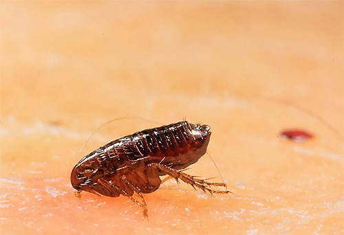 Ο ψύλλος και ο άνθρωπος…