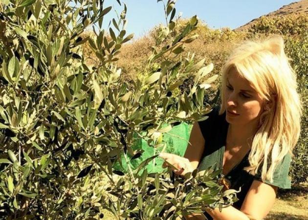 «Η Μενεγάκη μαζεύει ελιές»… ως πρώτη είδηση στα ΜΜΕ!!!