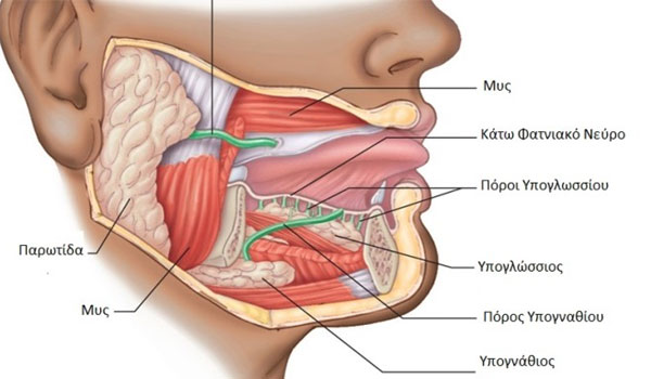 Θερίζει ο καρκίνος των σιελογόνων αδένων!