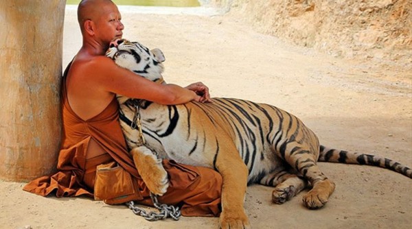 Κι όμως, τα σαρκοβόρα… δεν τα τρώνε όλα! Τι περιφρονούν;