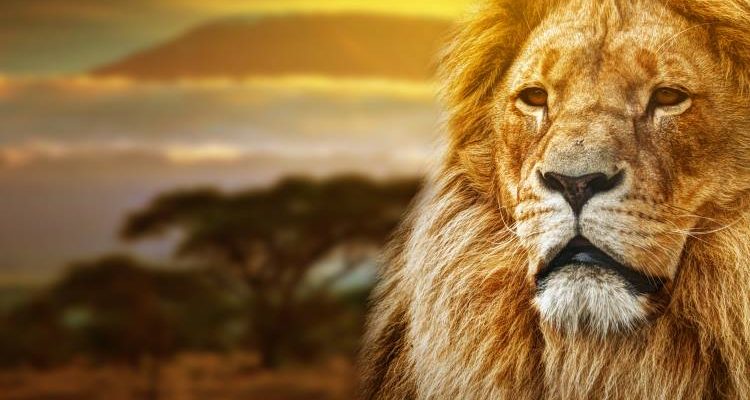 Ο σκύλος που κυνηγούσε το λιοντάρι…