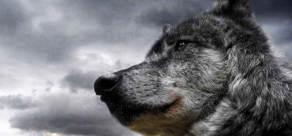 Ο λύκος και το σκυλί