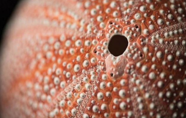 Τεστ παρατηρητικότητας: Μόνο 1 στους 50 βρίσκει τι δείχνουν όλες οι φωτογραφίες!!!