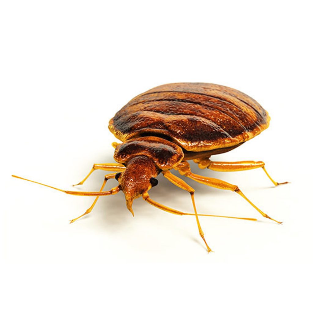 Παίζοντας με τους τίτλους: Φακελώνοντας έναν κοριό!!!