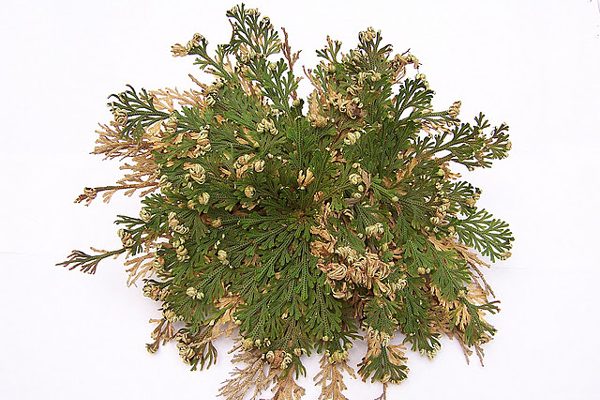 Το ρόδο της Ιεριχούς. Το εκπληκτικό ενεργειακό φυτό…