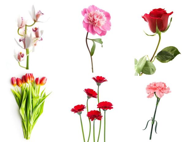 1 από τα 6 λουλούδια, αποκαλύπτουν κάτι σημαντικό για σένα!!!