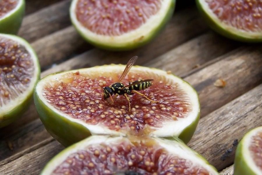 Γιατί τα σύκα δεν θεωρούνται vegan;