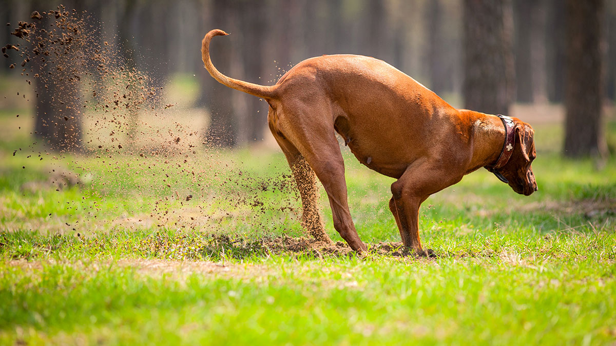 Αυτός είναι ο λόγος που οι σκύλοι γρατζουνούν το έδαφος μετά την ούρηση