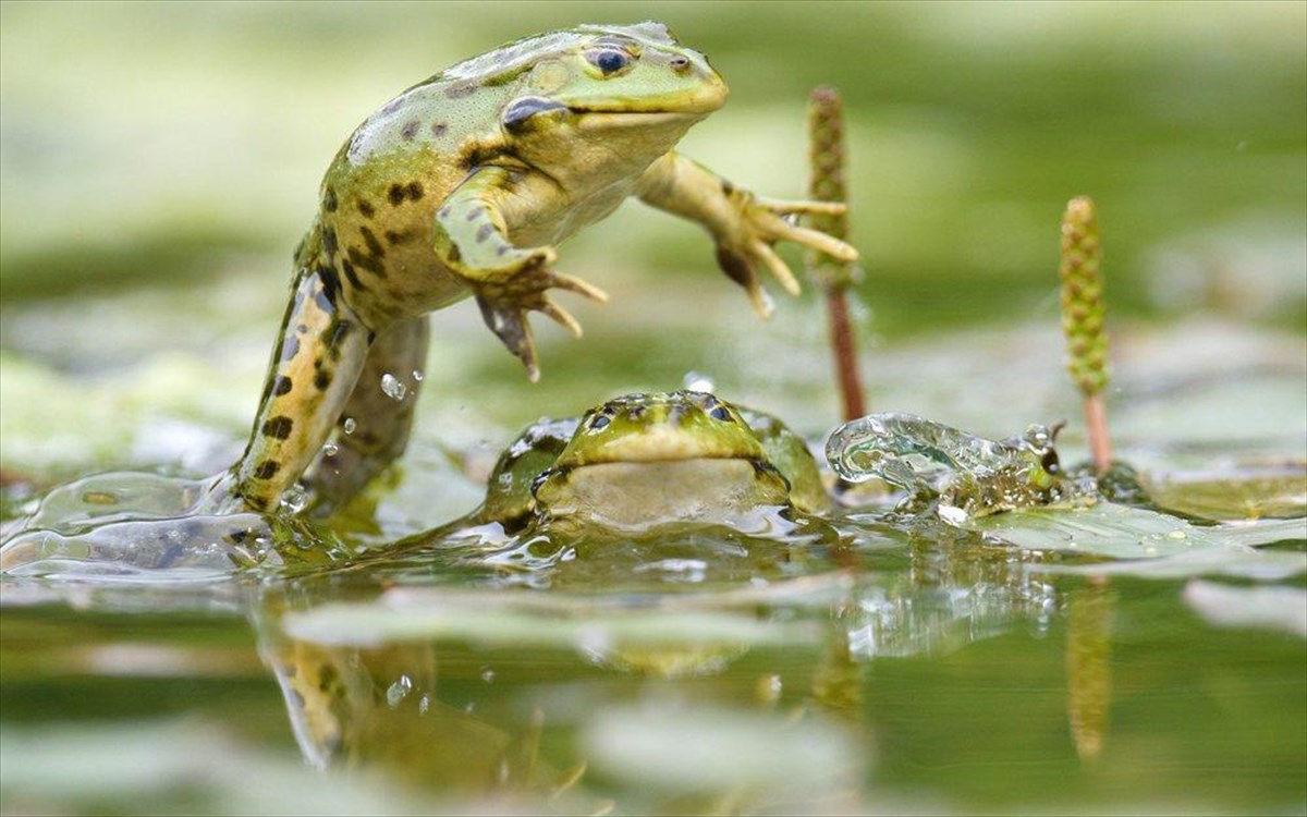Ο ήλιος και οι βάτραχοι