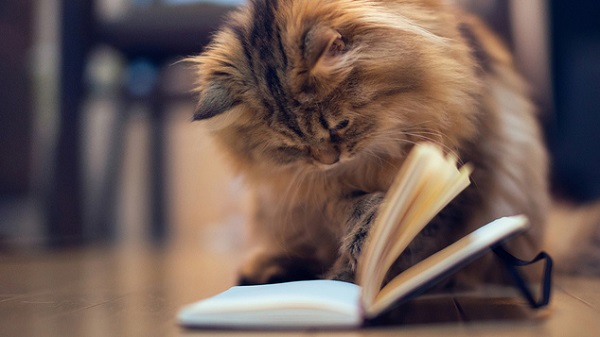 Ελληνική γλώσσα: Πότε βάζουμε τελικό «ν» και άλλα σημαντικά λάθη που κάνουμε