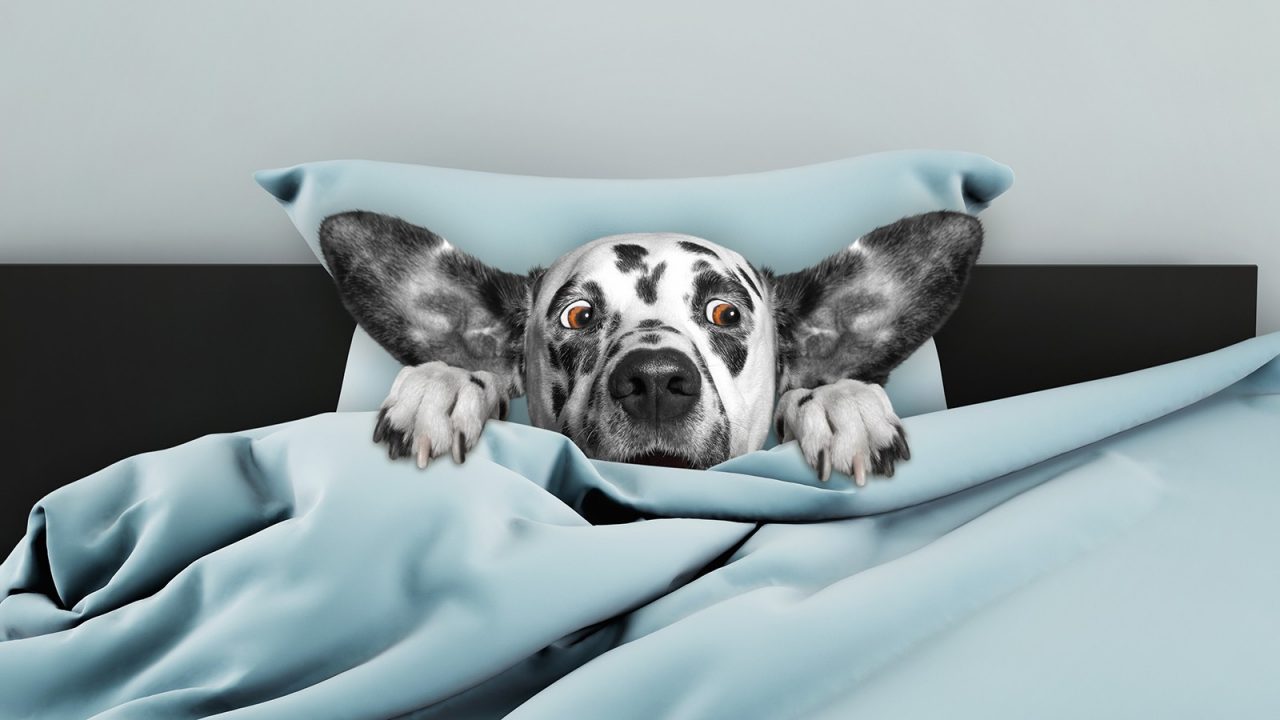 Οι τέσσερις μεγαλύτερες φοβίες που έχουν οι σκύλοι