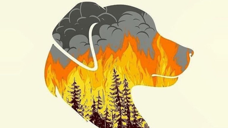 Τι πρέπει να γνωρίζετε εάν θέλετε να υιοθετήσετε ένα πυρόπληκτο ζώο