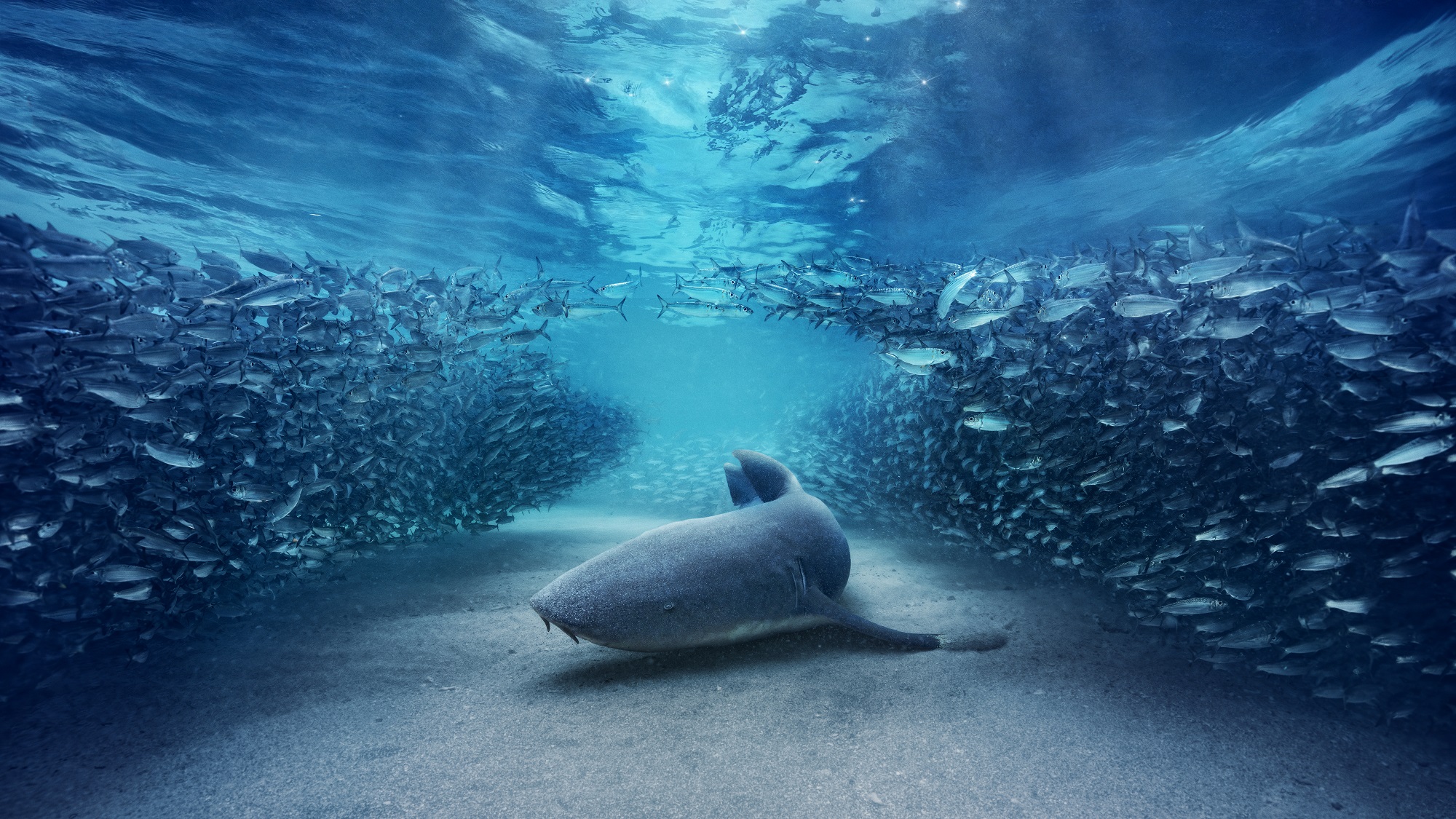 20 χρόνια αδιάλειπτης συνεργασίας ΣΚΑΪ &amp; BBC STUDIOS