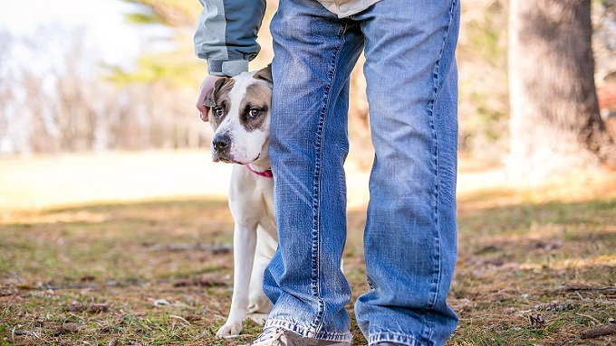10 συνήθεις φόβοι και φοβίες σκύλων…