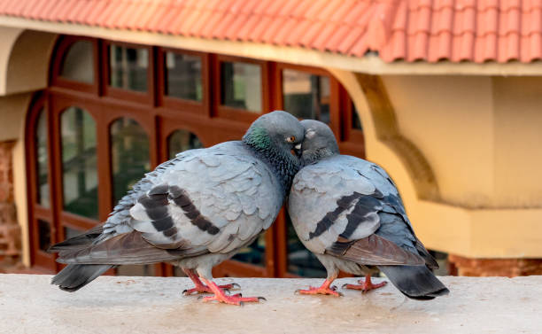 Περιστέρια στο μπαλκόνι; 5+1 έξυπνοι τρόποι για να τα απομακρύνετε