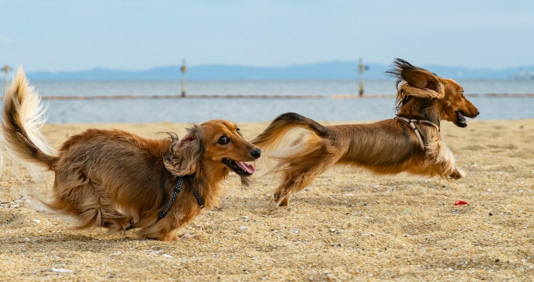 Τι είναι τα zoomies στις γάτες και στους σκύλους