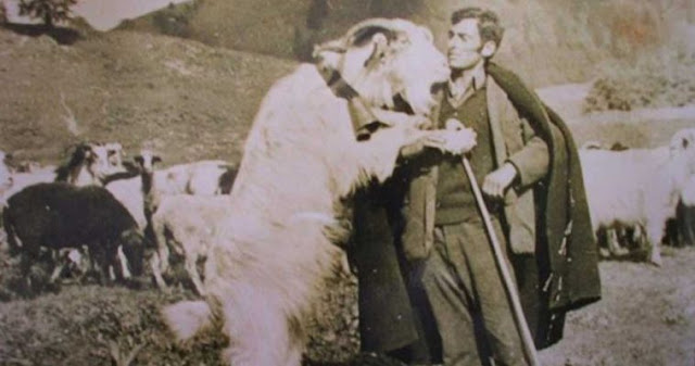 Το λεξικό των τσοπάνηδων… η γκιόσα &amp; το ζλάπι!!!